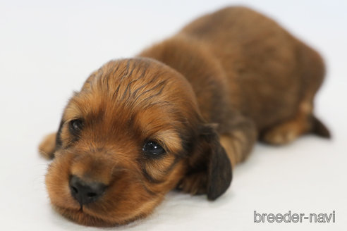 成約済の神奈川県のミニチュアダックスフンド(ロングヘアード)-313808の1枚目